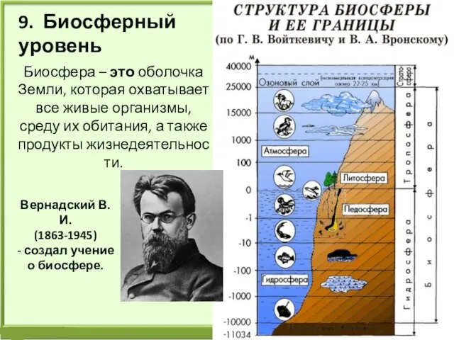 9. Биосферный уровень Биосфера – это оболочка Земли, которая охватывает все