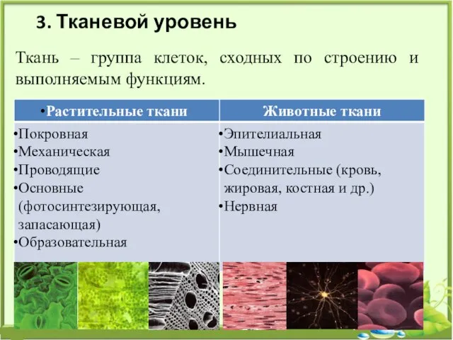 Ткань – группа клеток, сходных по строению и выполняемым функциям. 3. Тканевой уровень