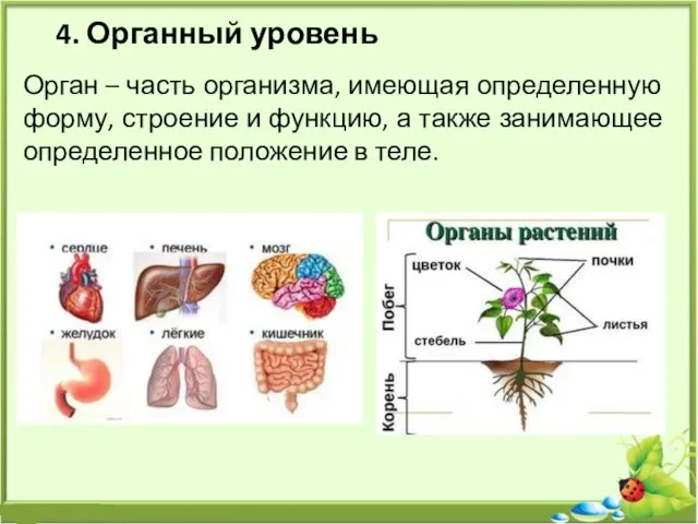 4. Органный уровень Орган – часть организма, имеющая определенную форму, строение