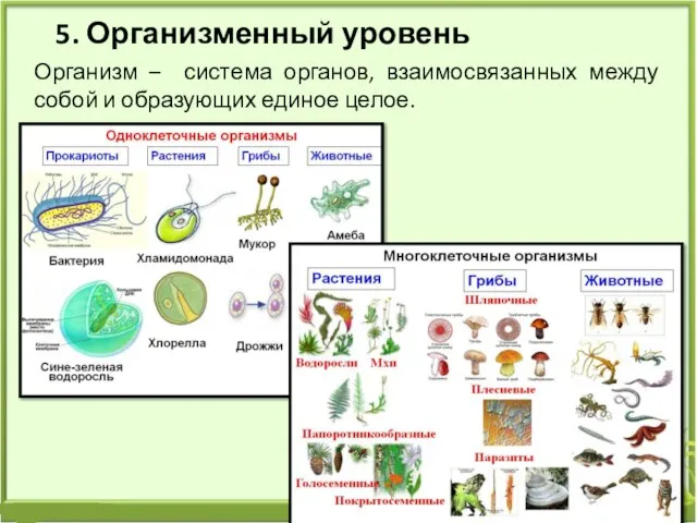 5. Организменный уровень Организм – система органов, взаимосвязанных между собой и образующих единое целое.