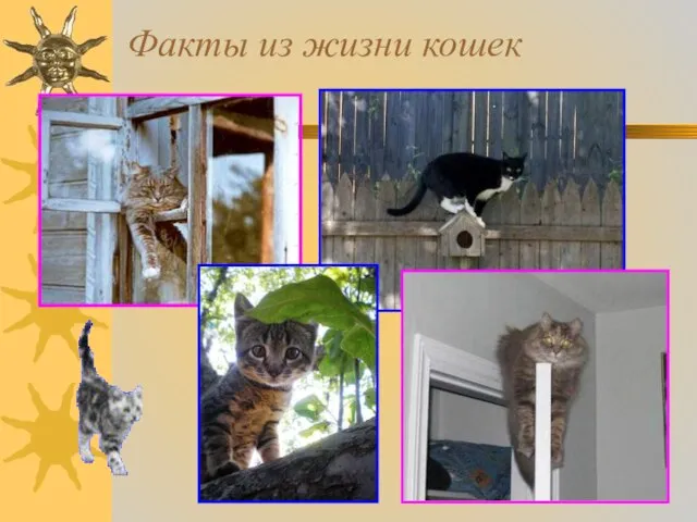 Факты из жизни кошек