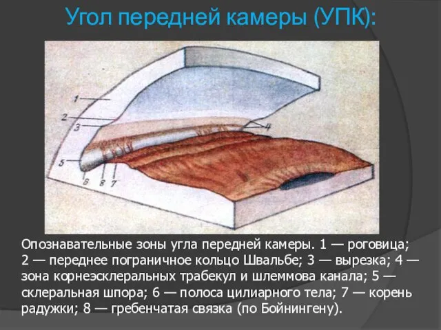 Угол передней камеры (УПК): Опознавательные зоны угла передней камеры. 1 —