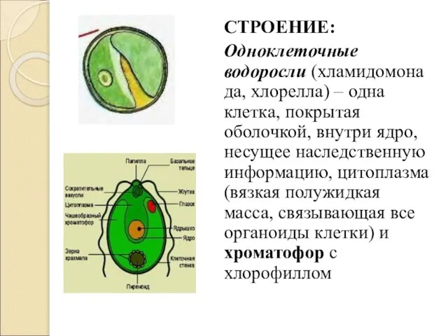 СТРОЕНИЕ: Одноклеточные водоросли (хламидомонада, хлорелла) – одна клетка, покрытая оболочкой, внутри