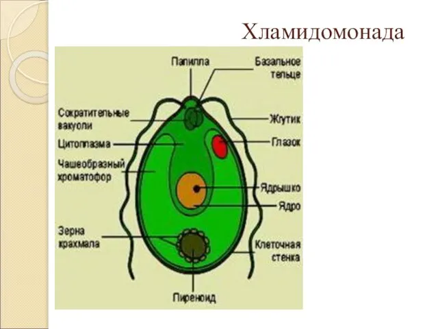 Хламидомонада