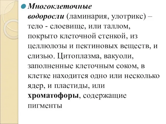 Многоклеточные водоросли (ламинария, улотрикс) – тело - слоевище, или таллом, покрыто