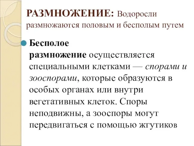 РАЗМНОЖЕНИЕ: Водоросли размножаются половым и бесполым путем Бесполое размножение осуществляется специальными