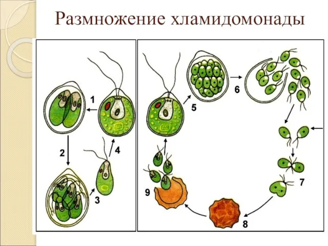 Размножение хламидомонады