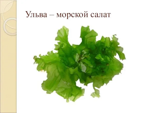 Ульва – морской салат