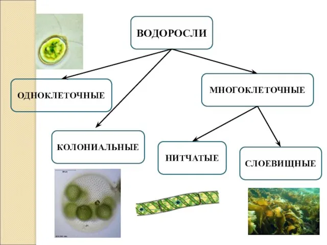 ВОДОРОСЛИ ОДНОКЛЕТОЧНЫЕ МНОГОКЛЕТОЧНЫЕ КОЛОНИАЛЬНЫЕ НИТЧАТЫЕ СЛОЕВИЩНЫЕ