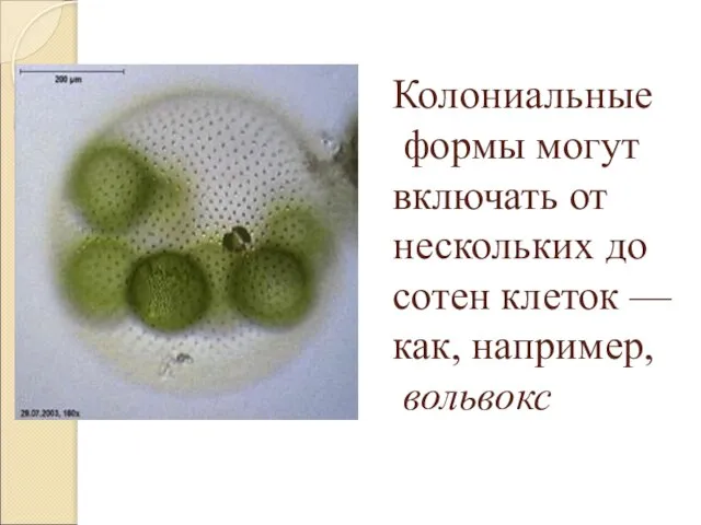 Колониальные формы могут включать от нескольких до сотен клеток — как, например, вольвокс