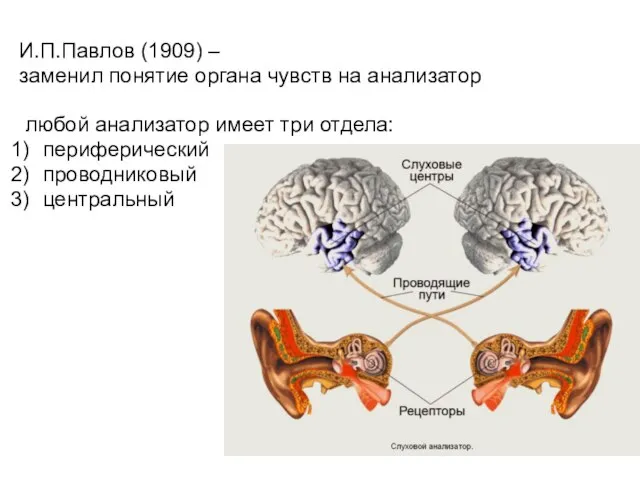 И.П.Павлов (1909) – заменил понятие органа чувств на анализатор любой анализатор