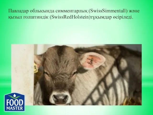 Павладар облысында симментарлық (SwissSimmentall) және қызыл голштиндік (SwissRedHolstein)тұқымдар өсіріледі.