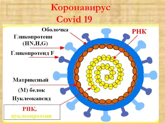 Коронавирус Covid 19