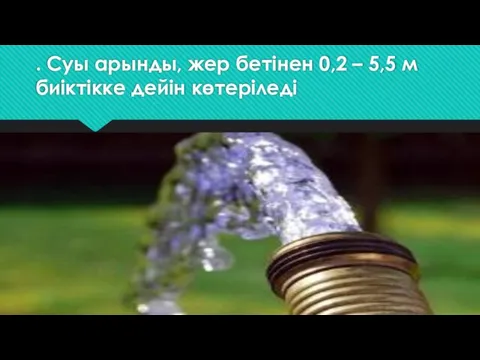 . Суы арынды, жер бетінен 0,2 – 5,5 м биіктікке дейін көтеріледі