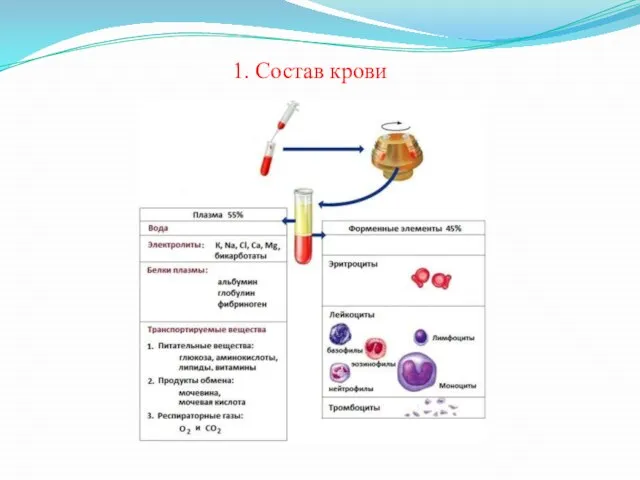 1. Состав крови