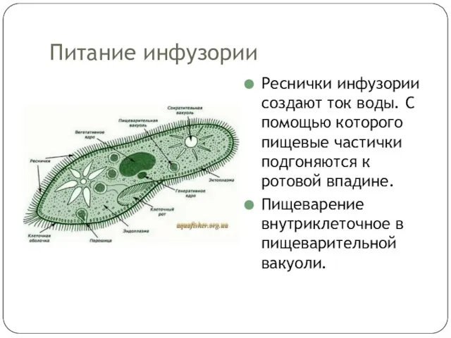 Питание инфузории Реснички инфузории создают ток воды. С помощью которого пищевые