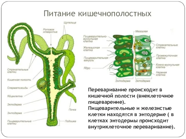 Питание кишечнополостных Переваривание происходит в кишечной полости (внеклеточное пищеварение). Пищеварительные и