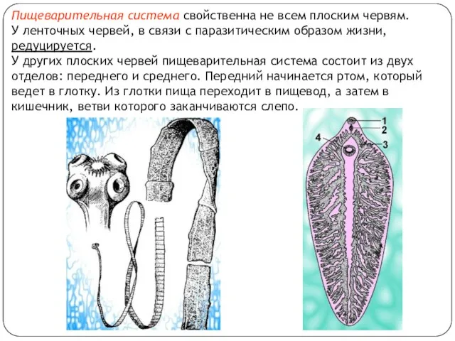 Пищеварительная система свойственна не всем плоским червям. У ленточных червей, в