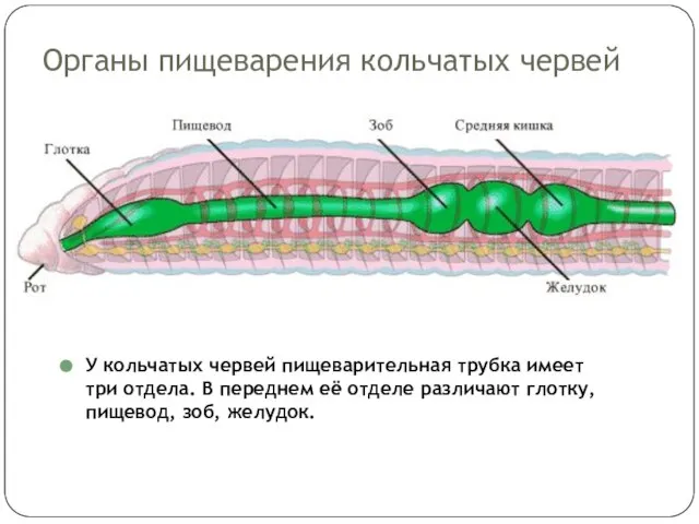 Органы пищеварения кольчатых червей У кольчатых червей пищеварительная трубка имеет три