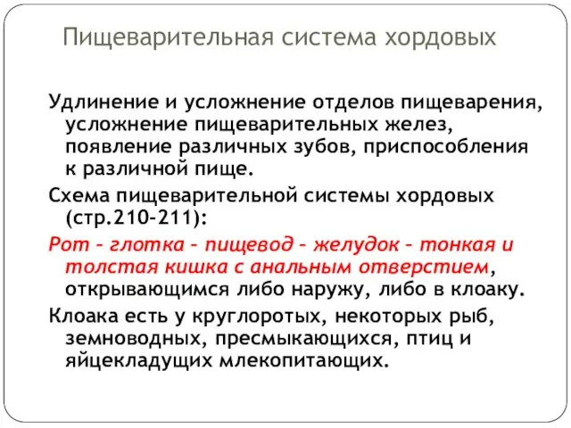 Пищеварительная система хордовых Удлинение и усложнение отделов пищеварения, усложнение пищеварительных желез,