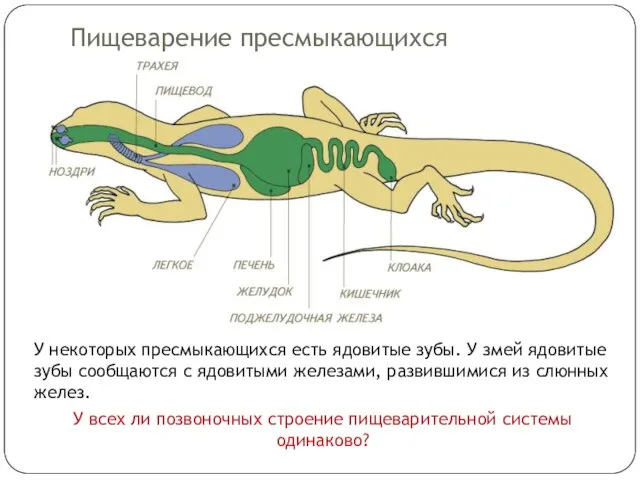 Пищеварение пресмыкающихся У некоторых пресмыкающихся есть ядовитые зубы. У змей ядовитые