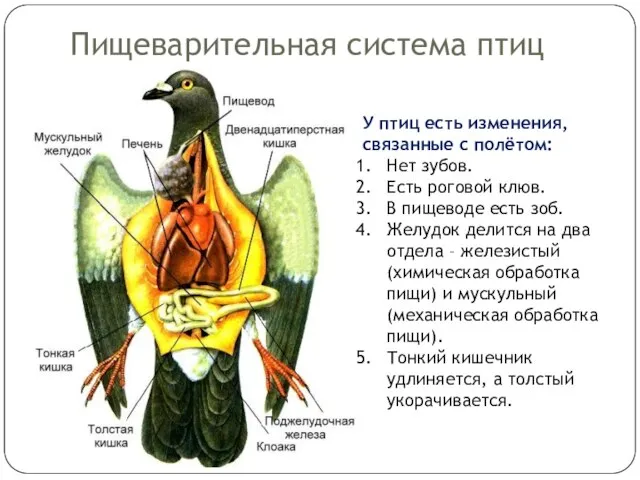 Пищеварительная система птиц У птиц есть изменения, связанные с полётом: Нет