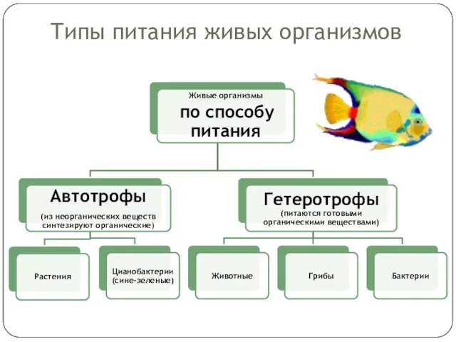 Типы питания живых организмов