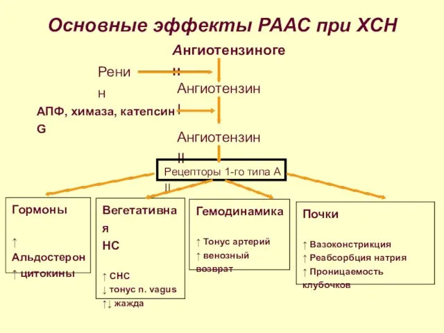 Основные эффекты РААС при ХСН Ангиотензиноген Ренин Ангиотензин I Ангиотензин II