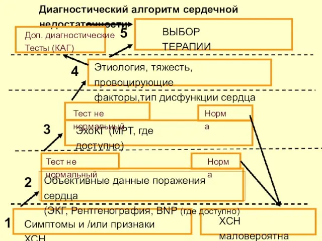 Диагностический алгоритм сердечной недостаточности Симптомы и /или признаки ХСН ХСН маловероятна