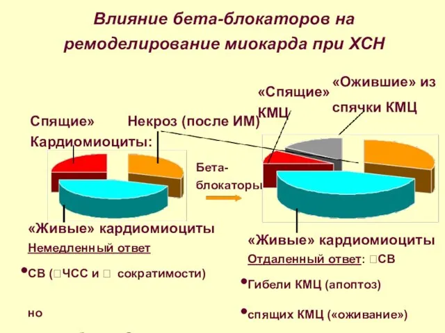 Влияние бета-блокаторов на ремоделирование миокарда при ХСН Некроз (после ИМ) «Живые»