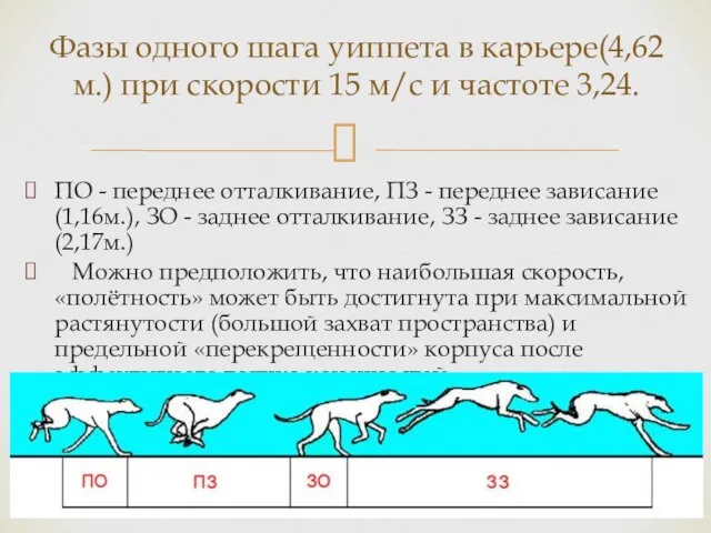 ПО - переднее отталкивание, ПЗ - переднее зависание(1,16м.), ЗО - заднее