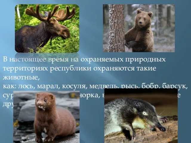 В настоящее время на охраняемых природных территориях республики охраняются такие животные,