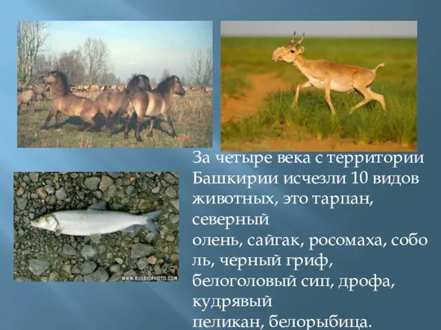 За четыре века с территории Башкирии исчезли 10 видов животных, это
