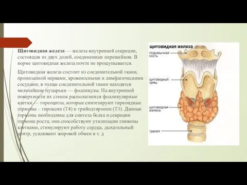 Щитовидная железа — железа внутренней секреции, состоящая из двух долей, соединенных