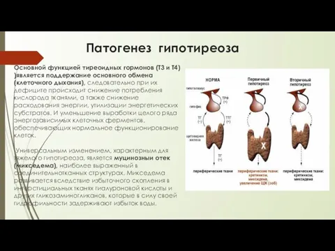 Патогенез гипотиреоза Основной функцией тиреоидных гормонов (Т3 и Т4) )является поддержание