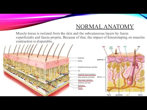 NORMAL ANATOMY Muscle tissue is isolated from the skin and the