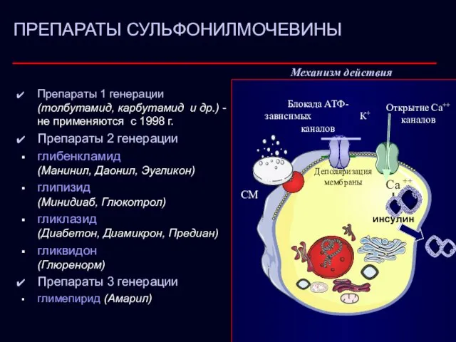 ПРЕПАРАТЫ СУЛЬФОНИЛМОЧЕВИНЫ Блокада АТФ-зависимых К+ каналов Открытие Са++ каналов инсулин Деполяризация