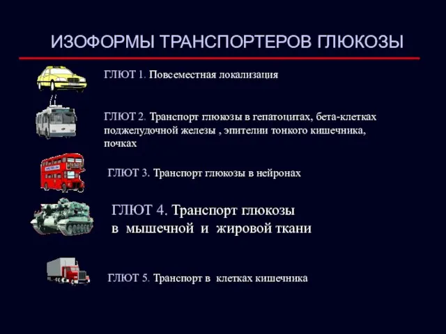 ГЛЮТ 1. Повсеместная локализация ГЛЮТ 2. Транспорт глюкозы в гепатоцитах, бета-клетках