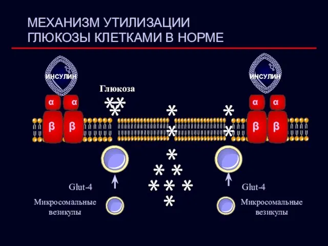 МЕХАНИЗМ УТИЛИЗАЦИИ ГЛЮКОЗЫ КЛЕТКАМИ В НОРМЕ α α β β Glut-4