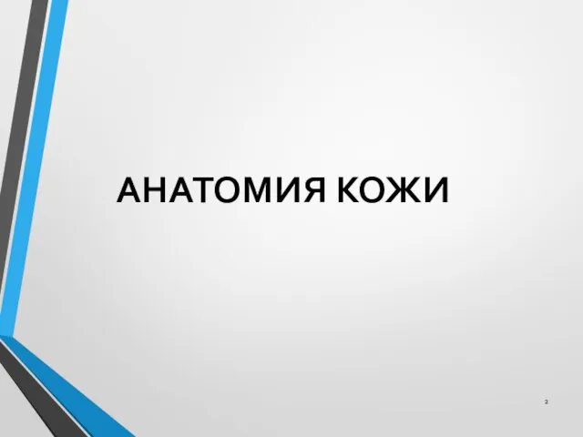 АНАТОМИЯ КОЖИ