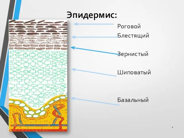 Эпидермис: Роговой Блестящий Зернистый Шиповатый Базальный