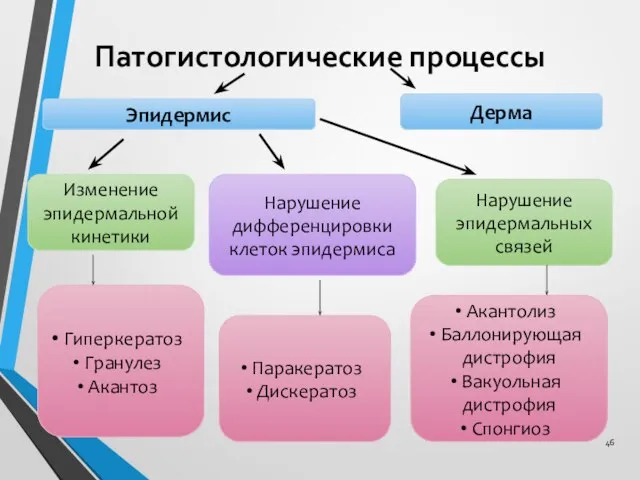 Патогистологические процессы Эпидермис Дерма Изменение эпидермальной кинетики Гиперкератоз Гранулез Акантоз Нарушение