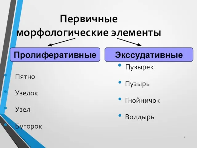 Первичные морфологические элементы Пятно Узелок Узел Бугорок Пузырек Пузырь Гнойничок Волдырь Пролиферативные Экссудативные