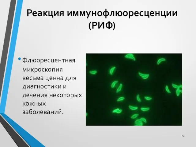 Реакция иммунофлюоресценции (РИФ) Флюоресцентная микроскопия весьма ценна для диагностики и лечения некоторых кожных заболеваний.