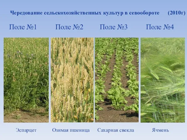 Чередование сельскохозяйственных культур в севообороте (2010г)