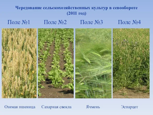Чередование сельскохозяйственных культур в севообороте (2011 год)
