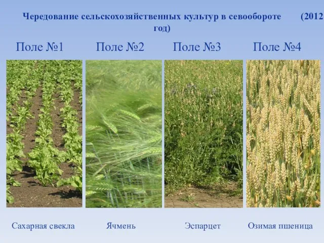 Чередование сельскохозяйственных культур в севообороте (2012 год)