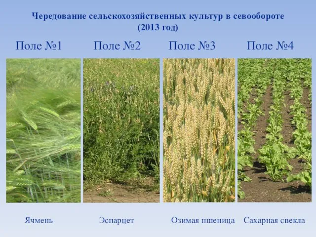 Чередование сельскохозяйственных культур в севообороте (2013 год)