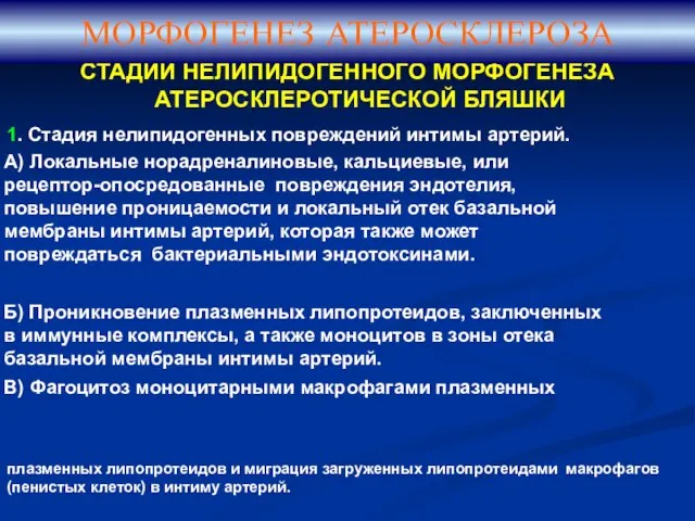 СТАДИИ НЕЛИПИДОГЕННОГО МОРФОГЕНЕЗА АТЕРОСКЛЕРОТИЧЕСКОЙ БЛЯШКИ 1. Стадия нелипидогенных повреждений интимы артерий.