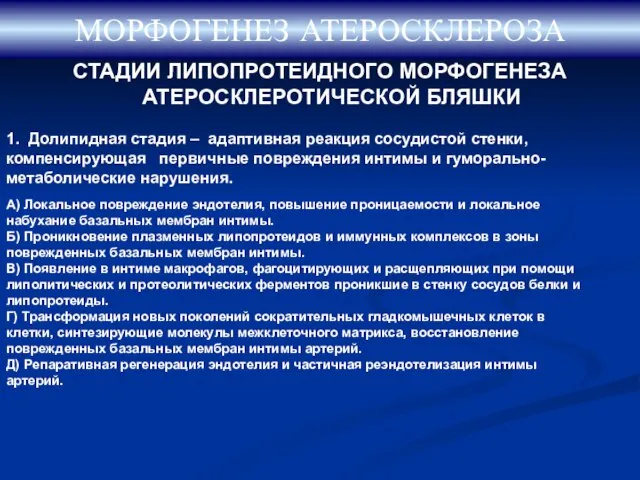 СТАДИИ ЛИПОПРОТЕИДНОГО МОРФОГЕНЕЗА АТЕРОСКЛЕРОТИЧЕСКОЙ БЛЯШКИ МОРФОГЕНЕЗ АТЕРОСКЛЕРОЗА 1. Долипидная стадия –